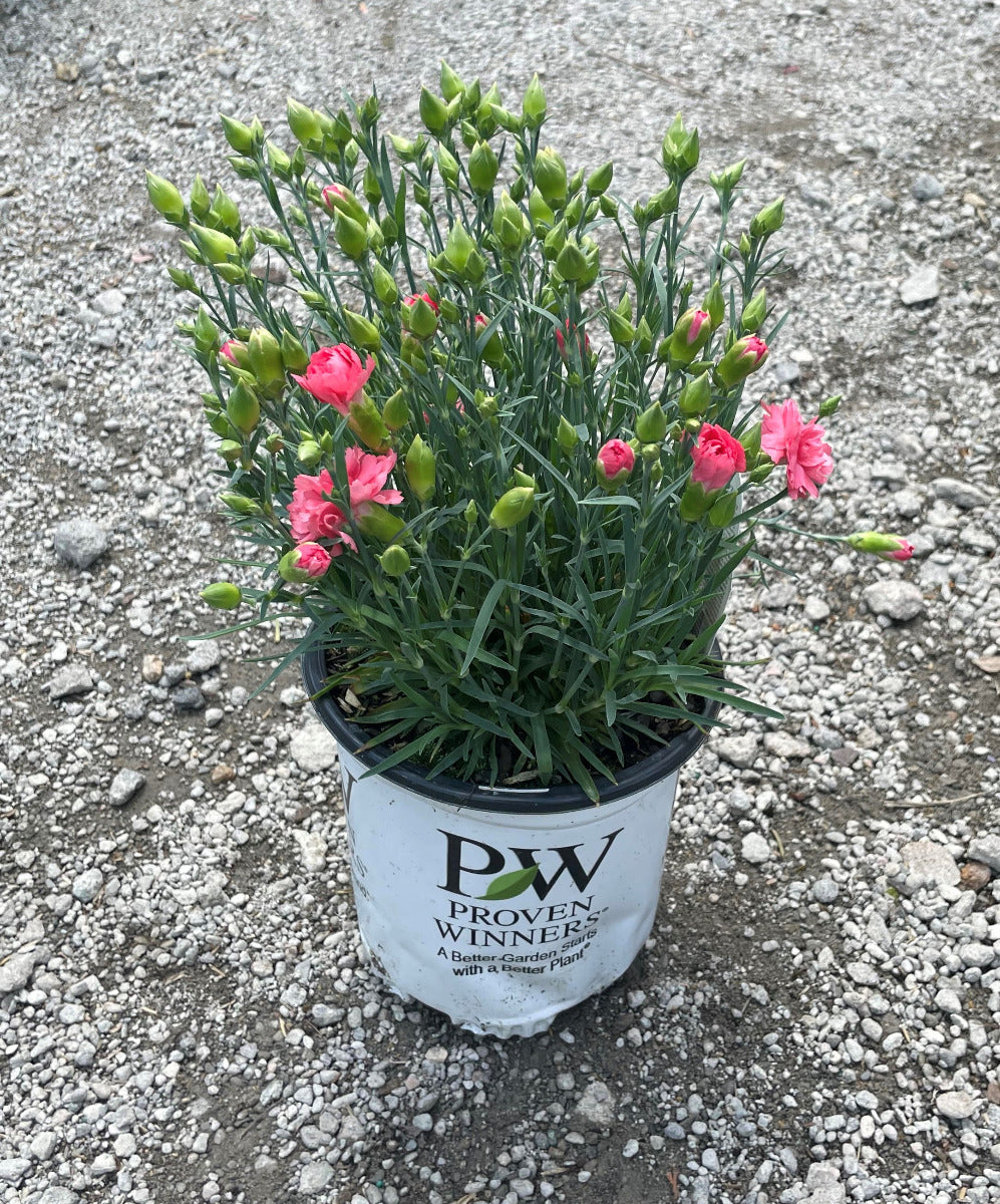 'Classic Coral' Dianthus