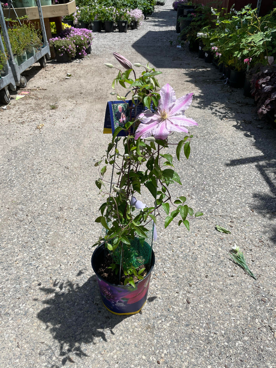 'Sally' Clematis