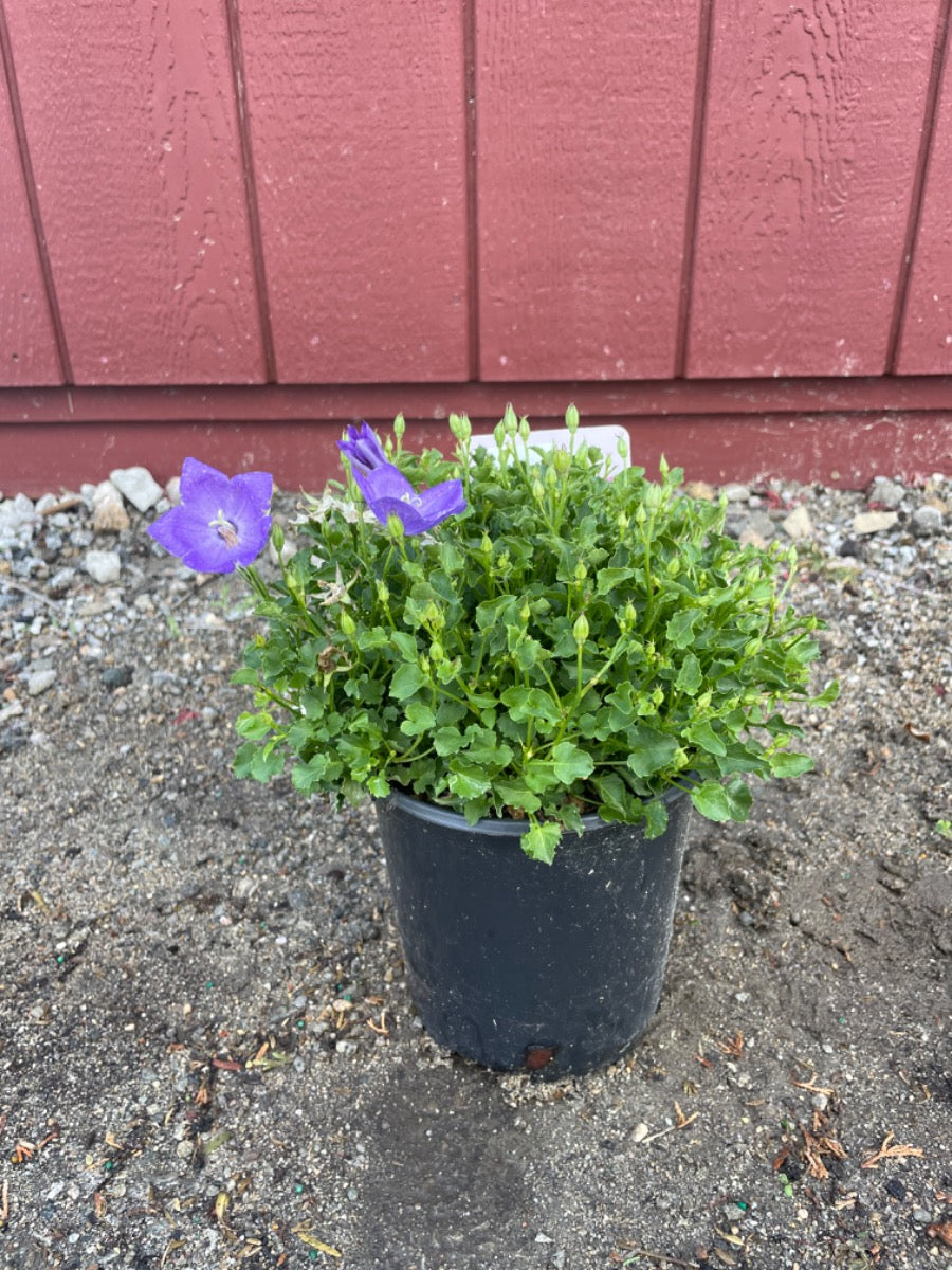 Rapido Blue Bellflower