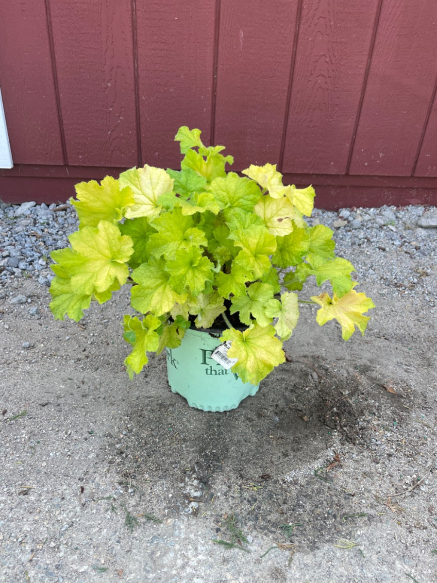 Guacamole Coral Bell