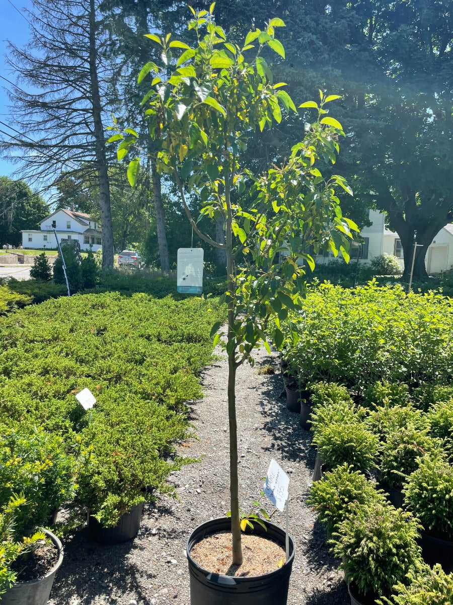 Donald Wyman Crabapple