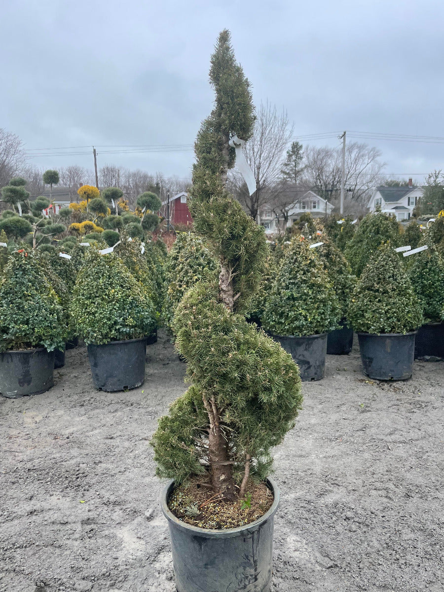 Dwarf Alberta Spruce Spiral