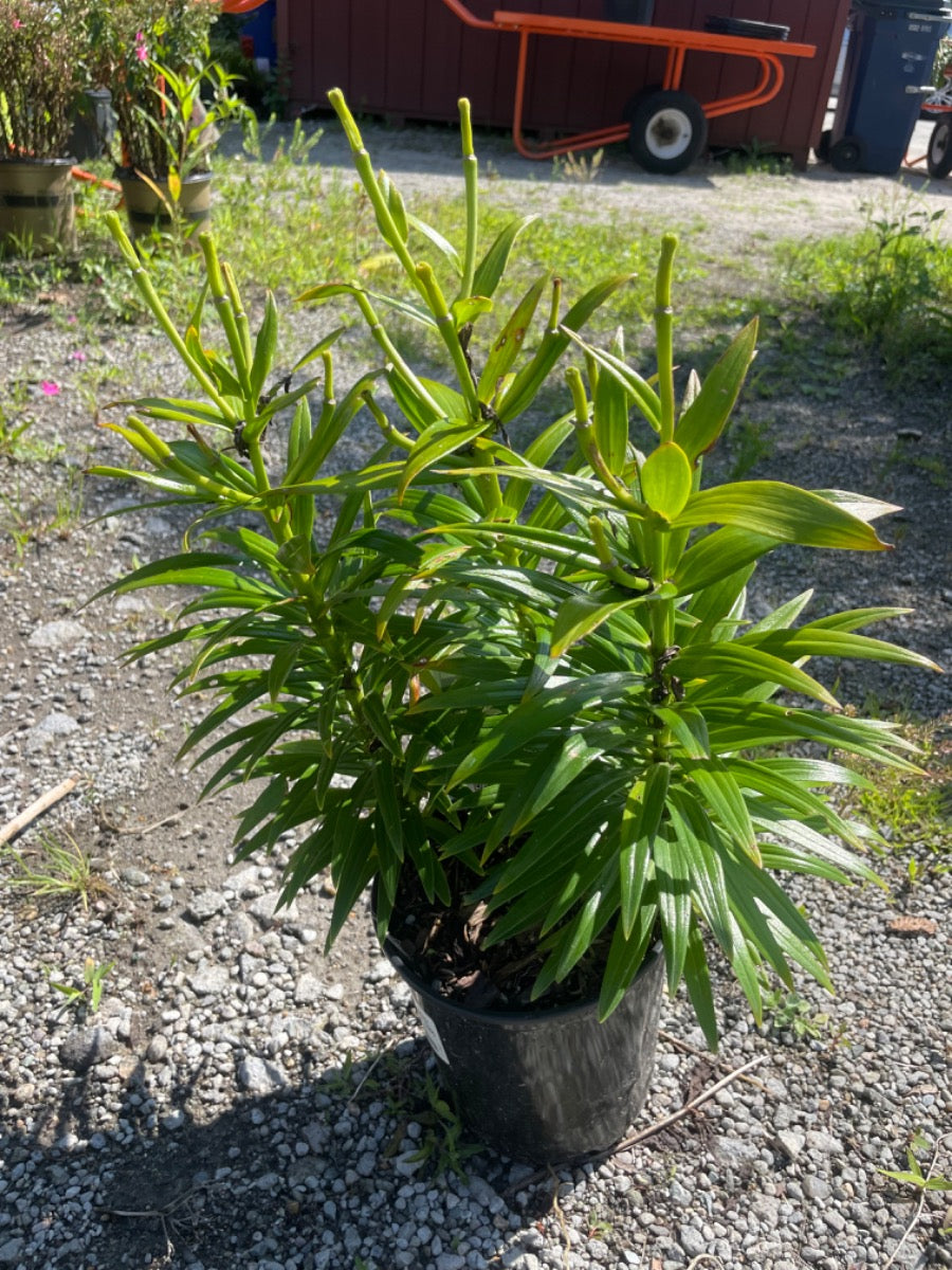 Lilium Tiny Bee