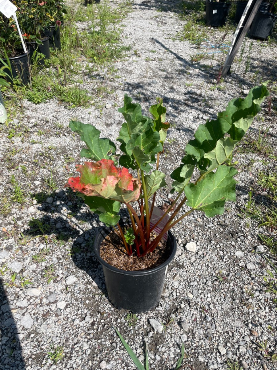 Victoria Rhubarb