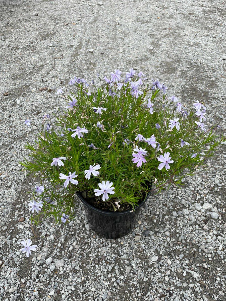 Emerald Blue Phlox