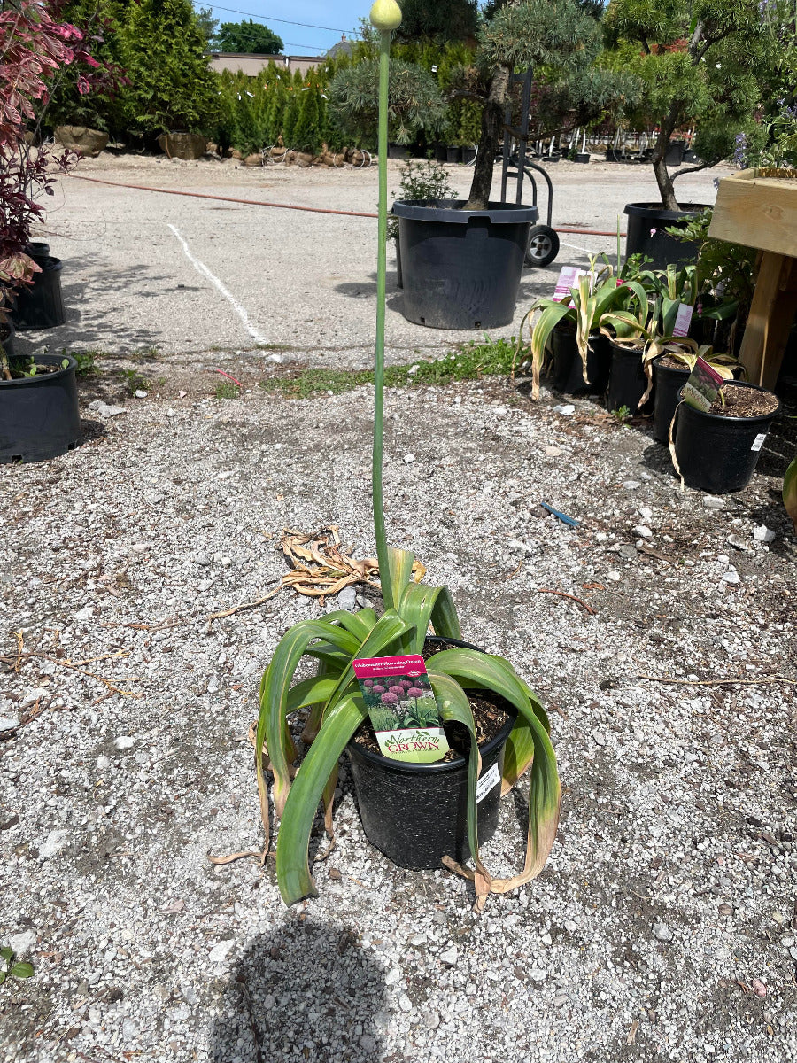 'Globemaster' Ornamental Onion
