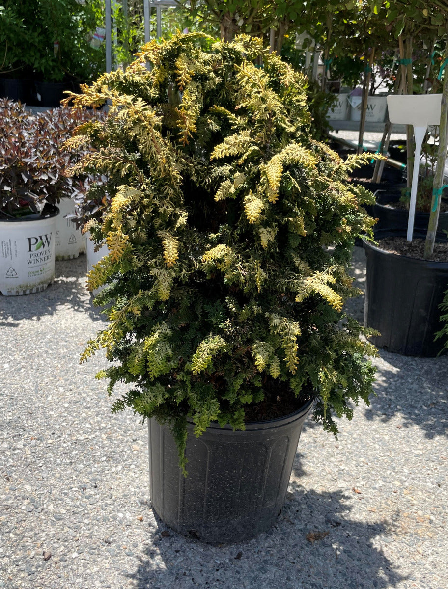 'Fernspray Gold' Hinoki Cypress