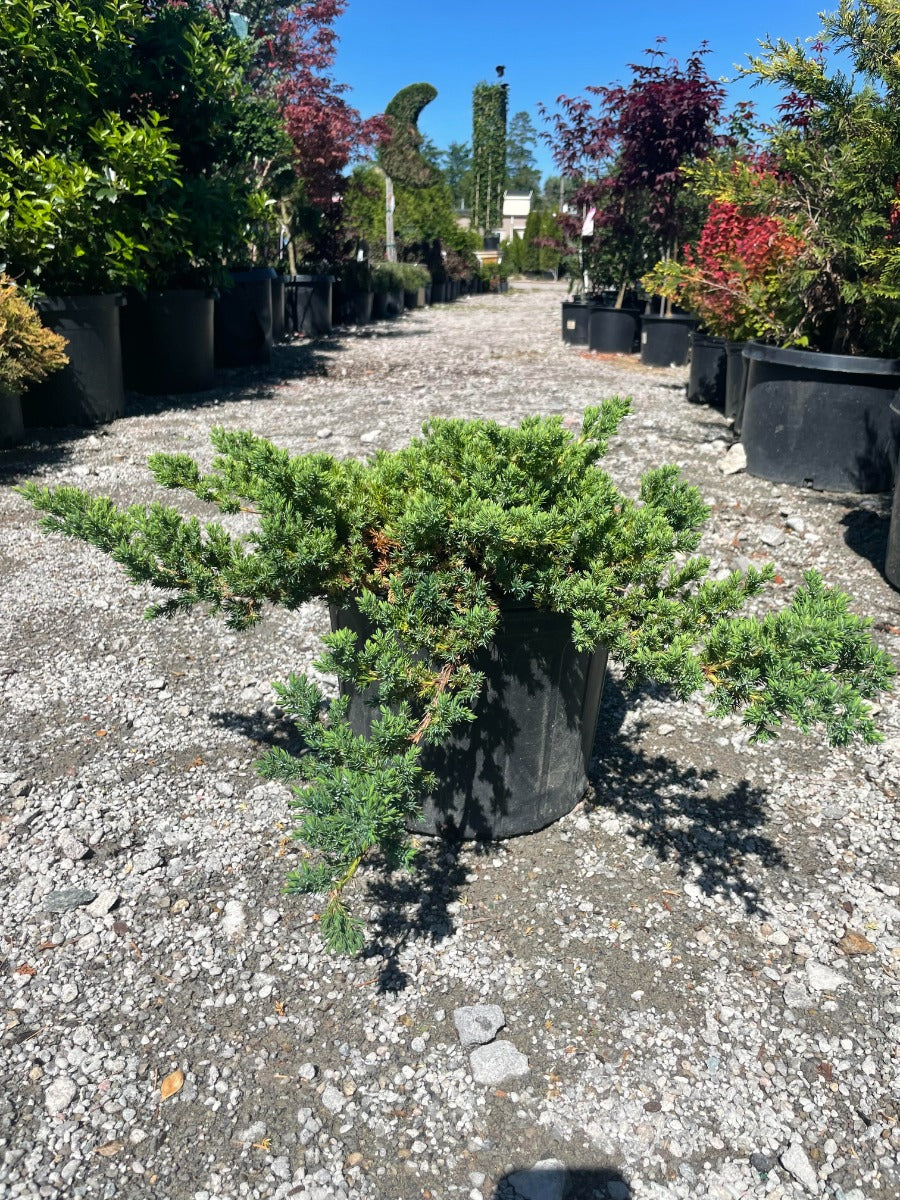 Greenmound Juniper