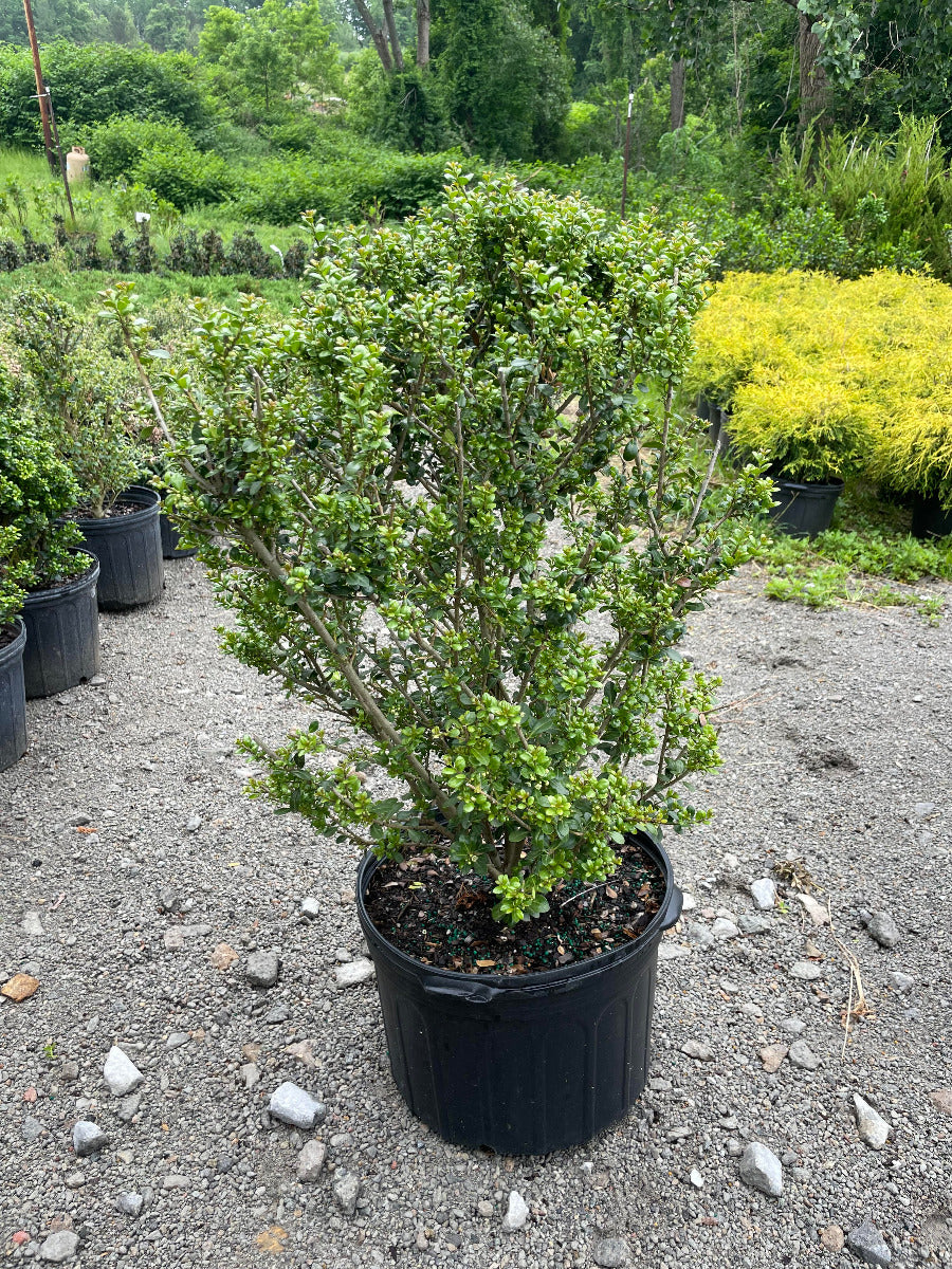 Compacta Japanese Holly