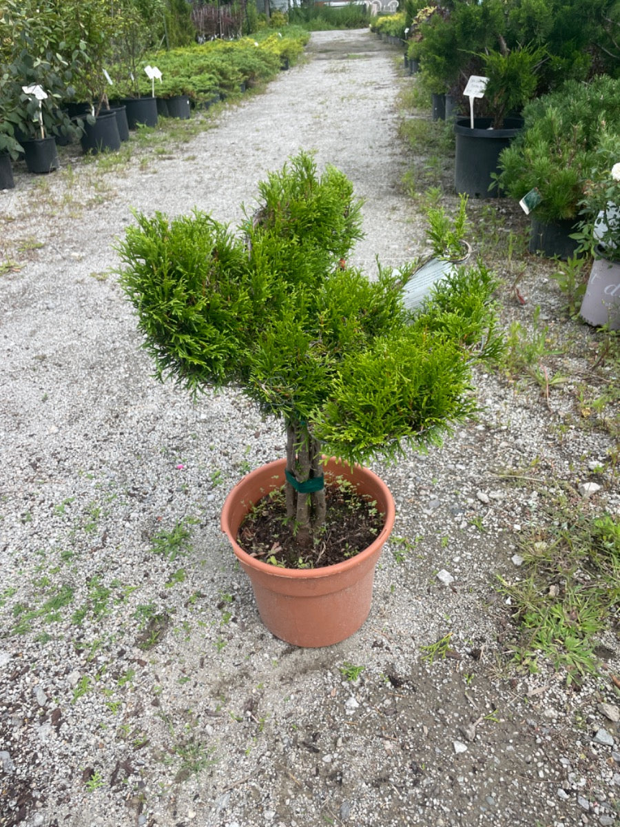 Mini Butterfly Emerald Green Arborvitae