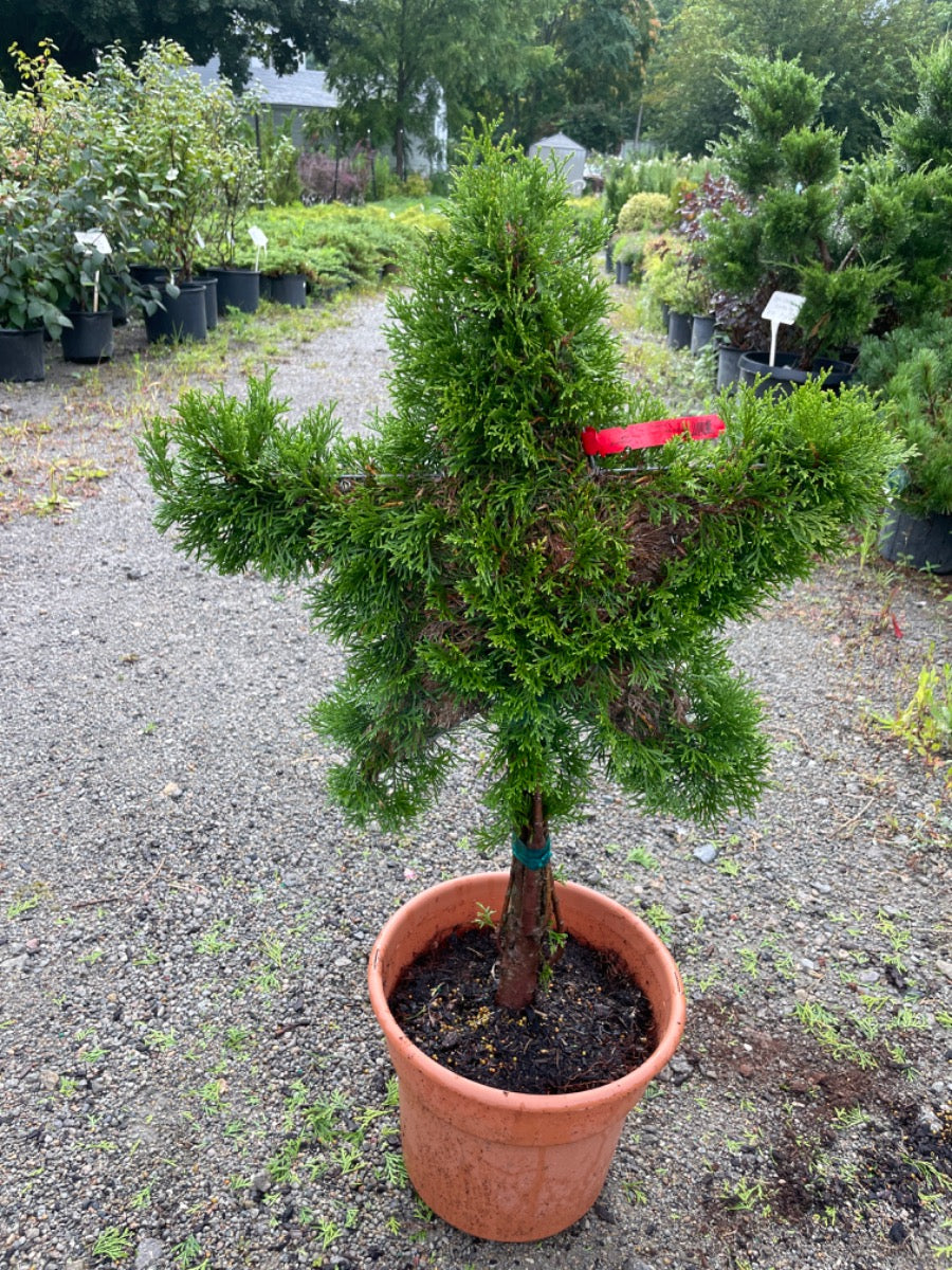 Mini Star Emerald Green Arborvitae