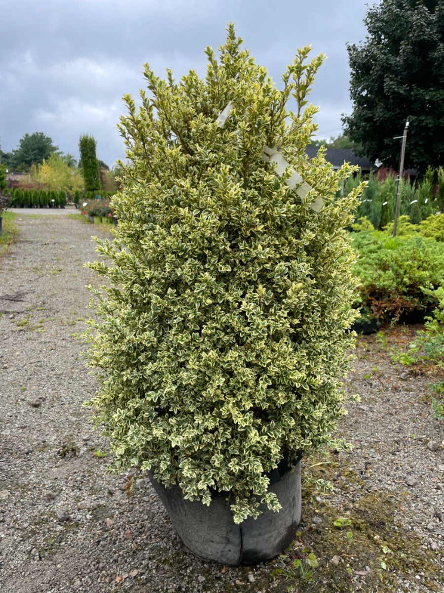 Variegated Common Boxwood Cylinder