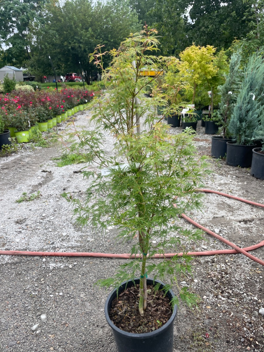 Seiryu Japanese Maple