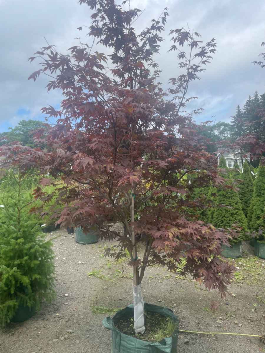 Bloodgood Japanese Maple