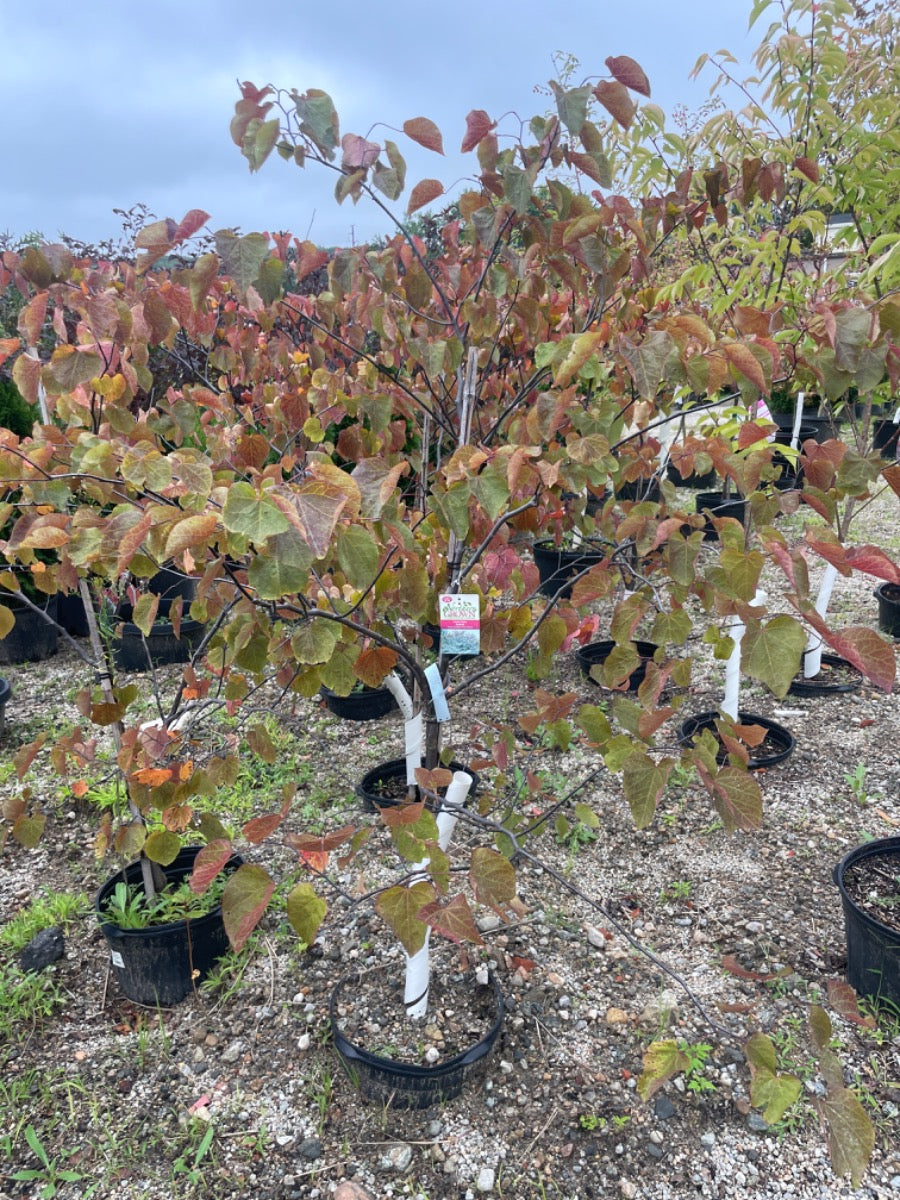 Forest Pansy Eastern Redbud