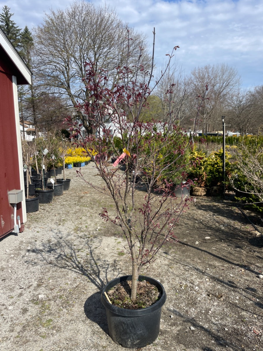 Emperor I Japanese Maple