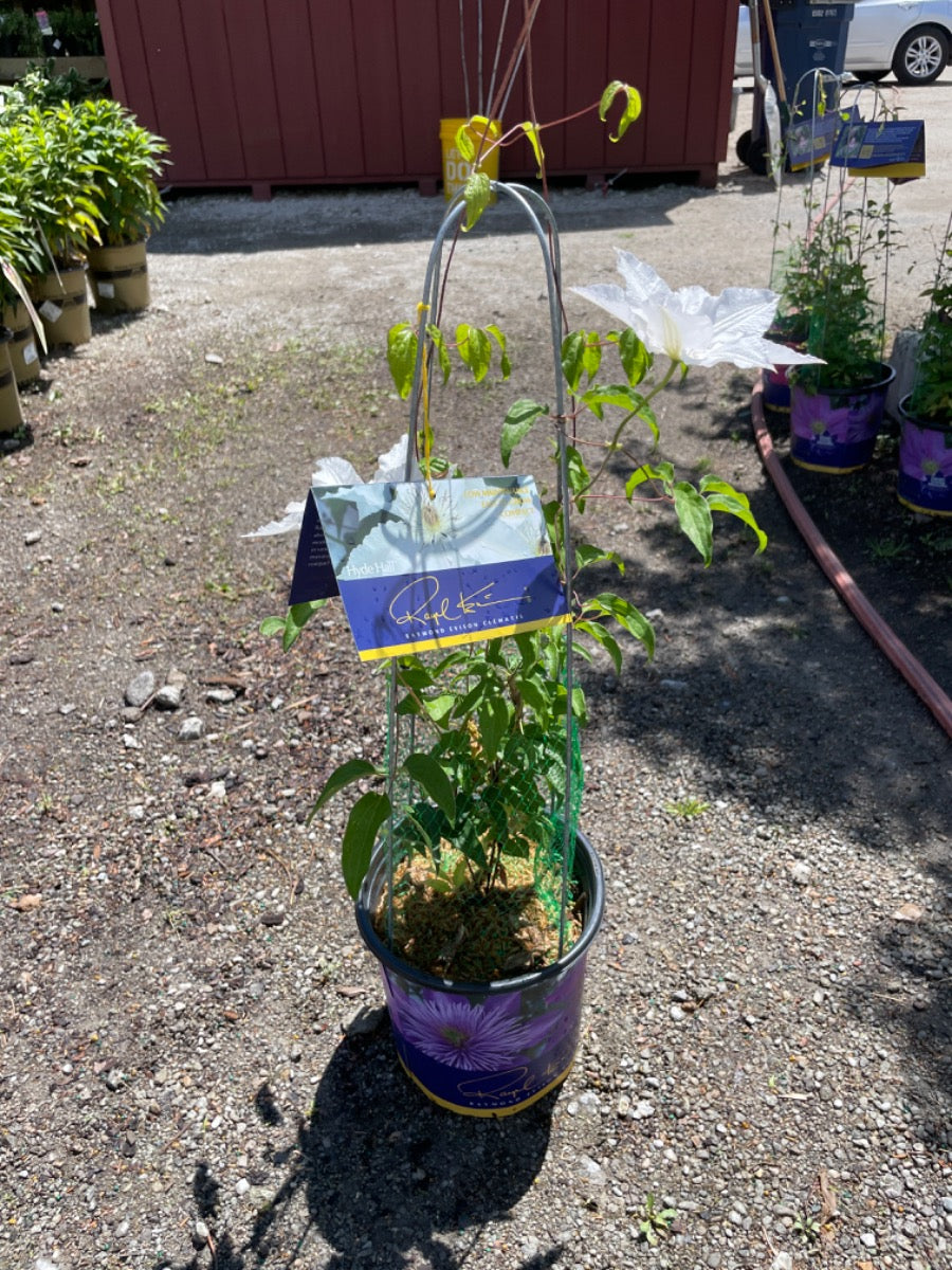 Hyde Hall Clematis