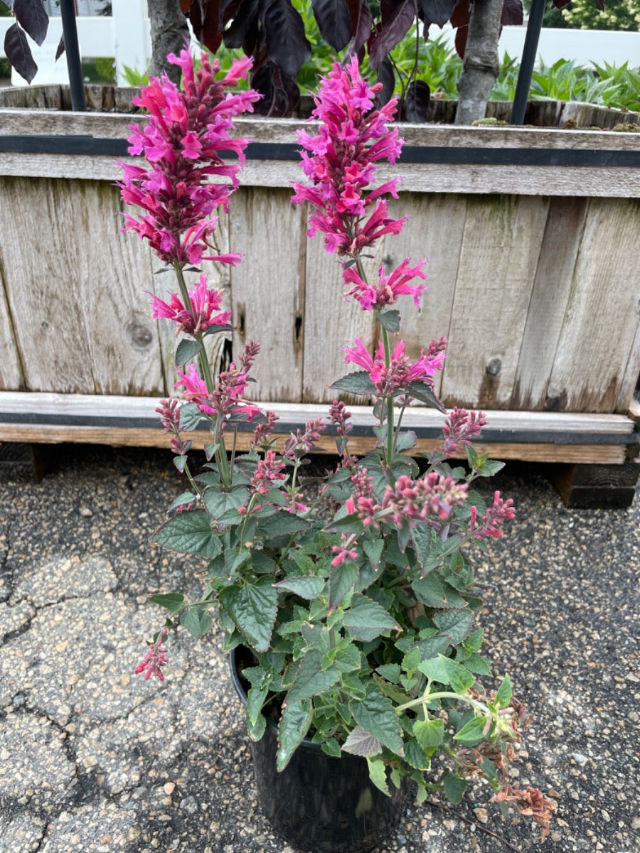 Agastache 'Morello'