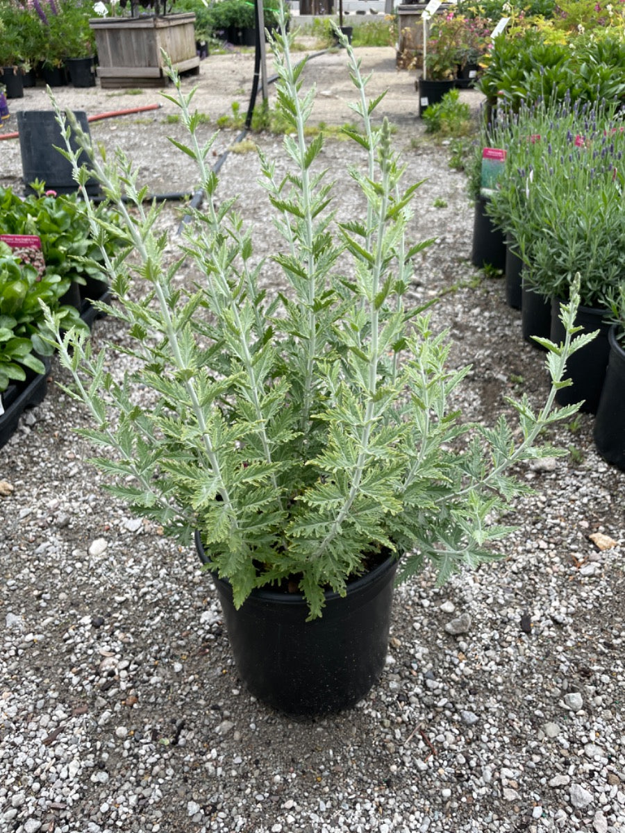 Russian Sage