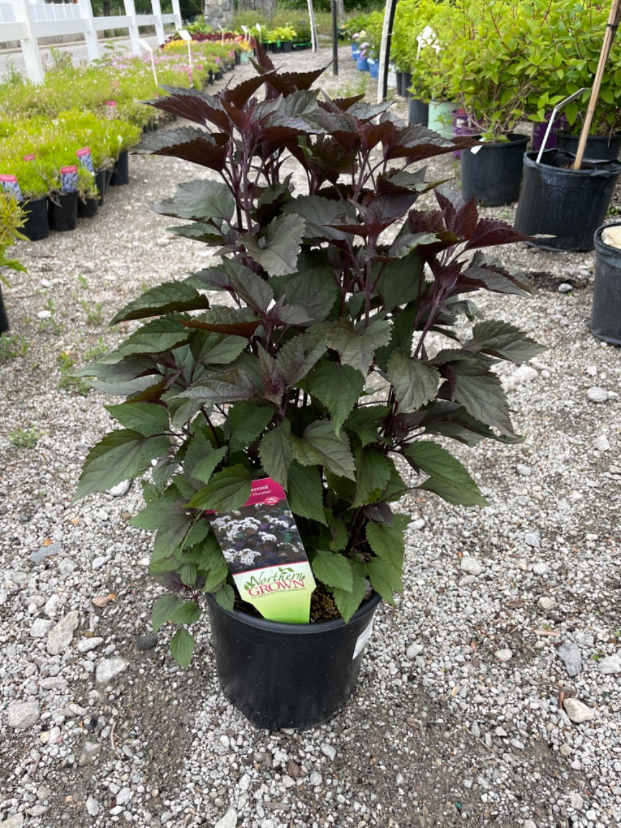 Chocolate Snakeroot