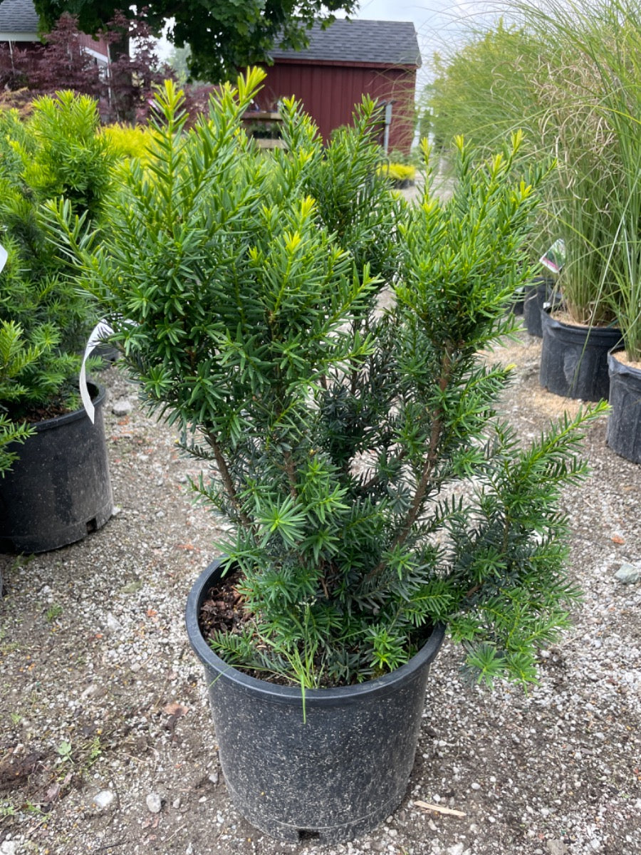 Dark Green Spreader Yew