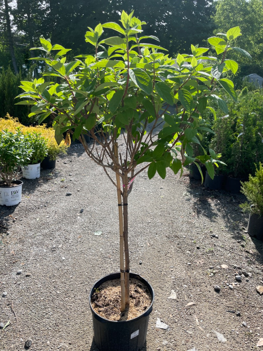 Pink Diamond Hydrangea Tree