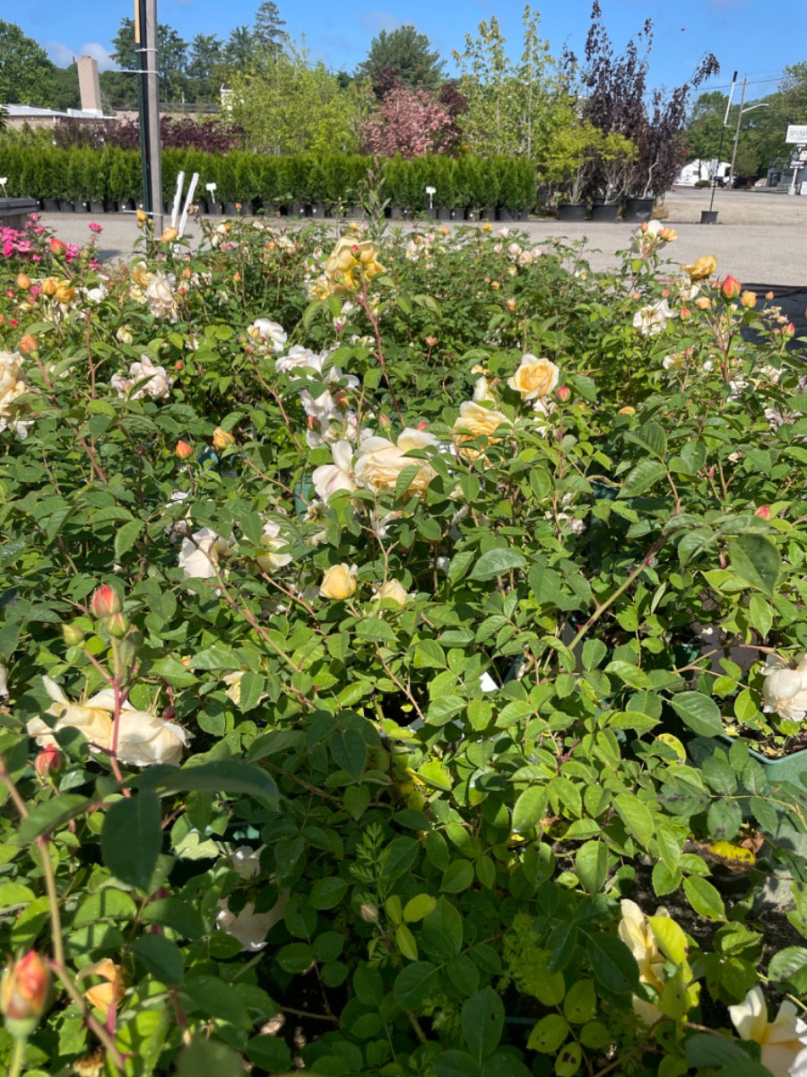 Golden Celebration Rose