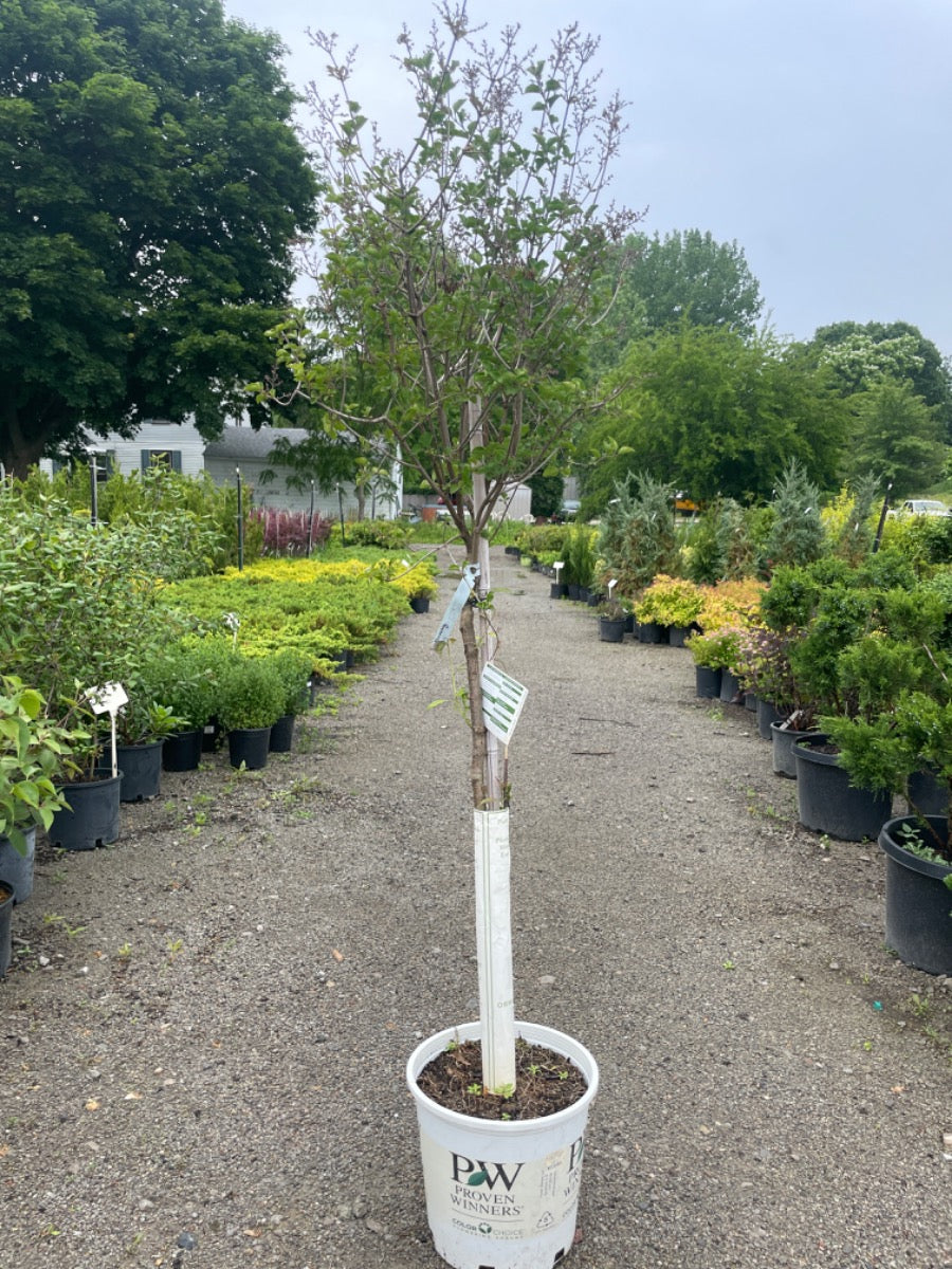 Bloomerang Lilac Tree