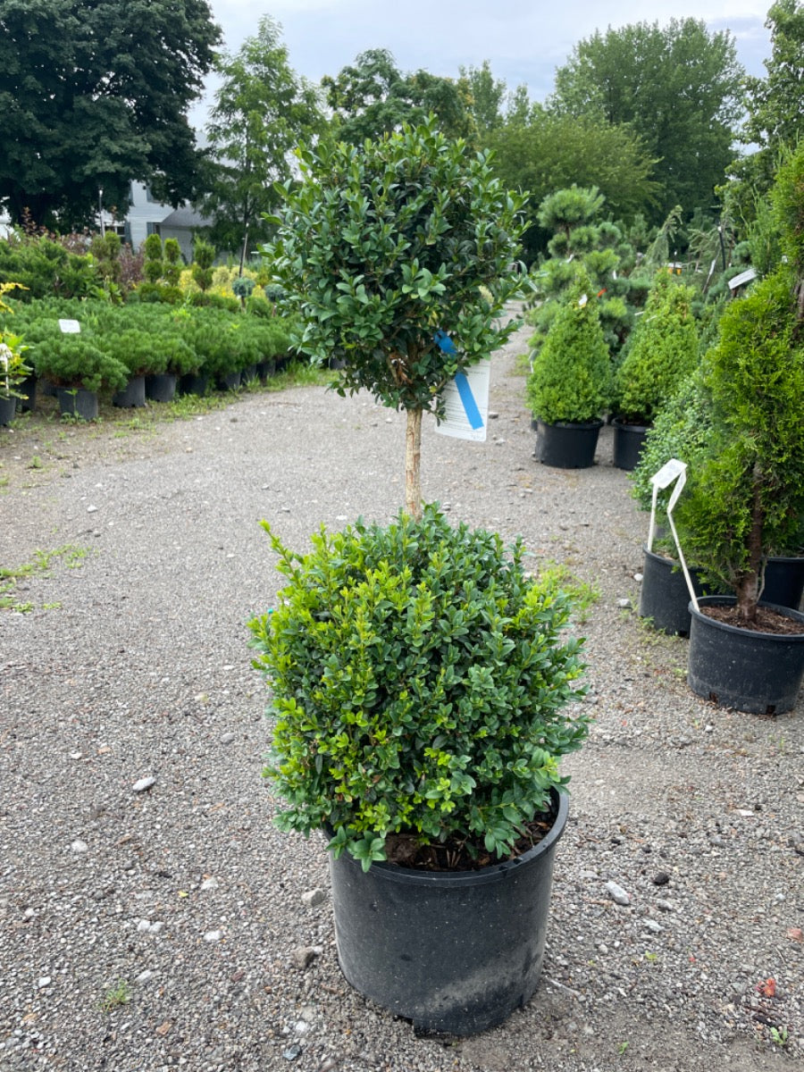 Green Mountain Boxwood 2 ball tier