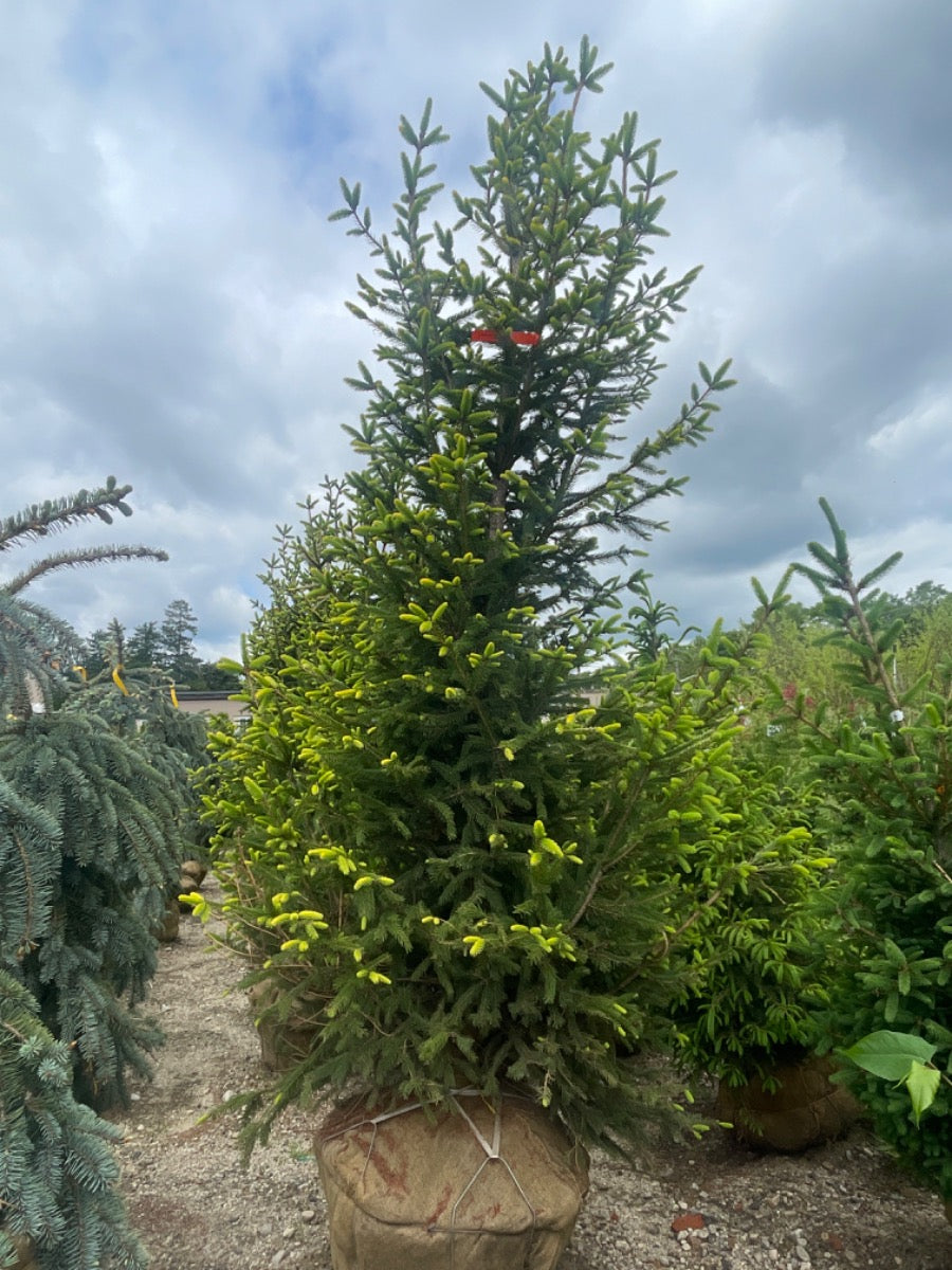 Golden Norway Spruce