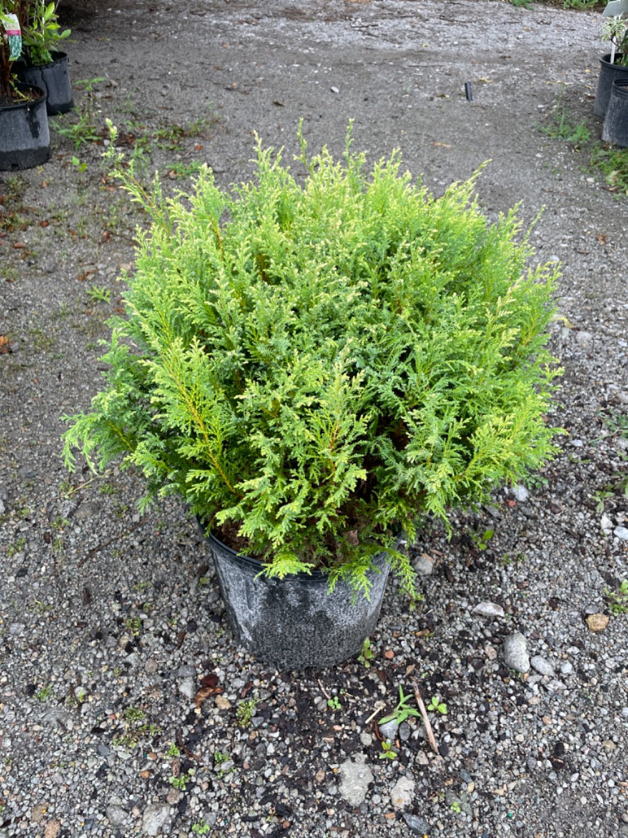 Cream Ball Falsecypress