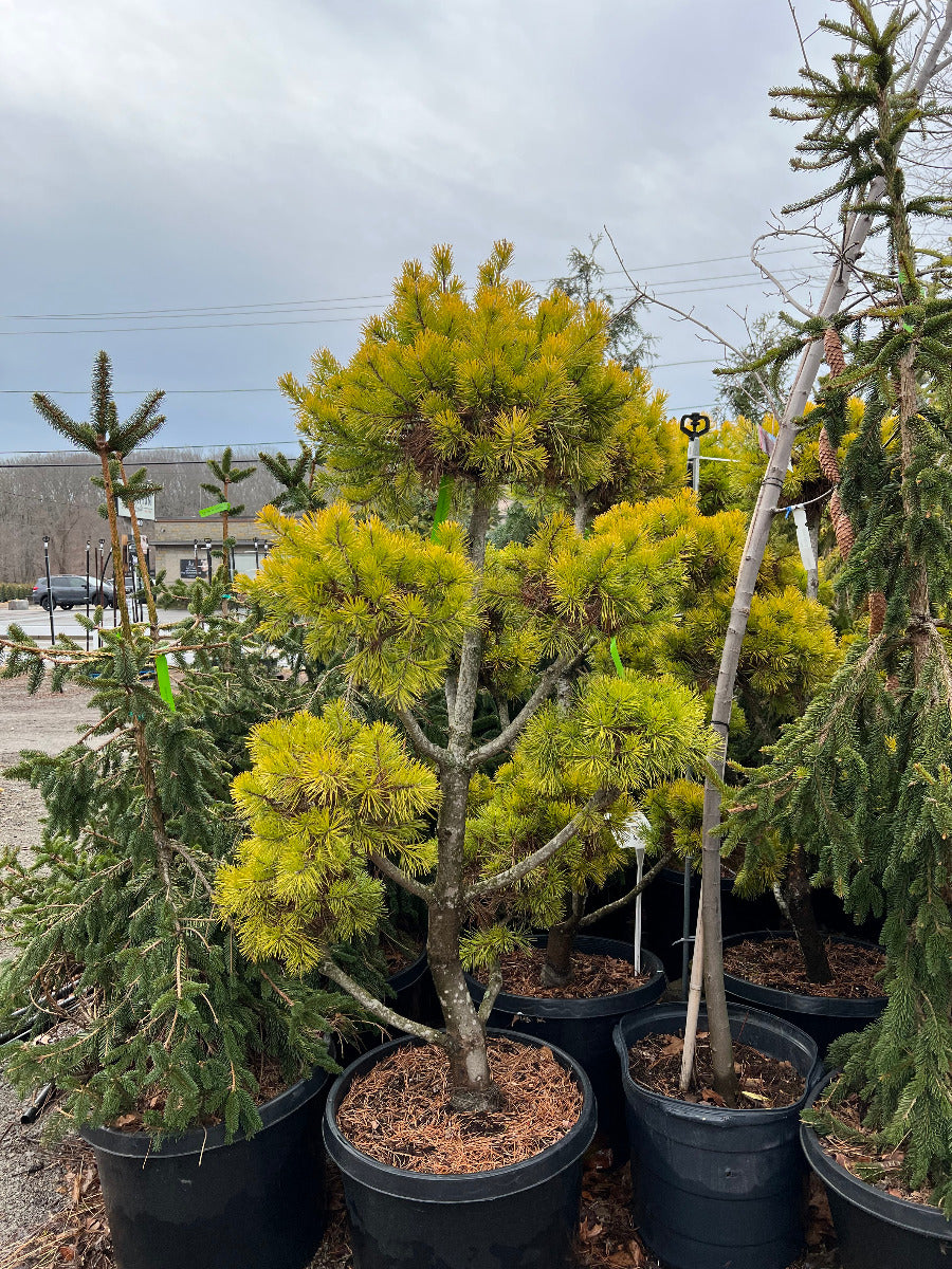 Wate's Golden Virginiana Pine