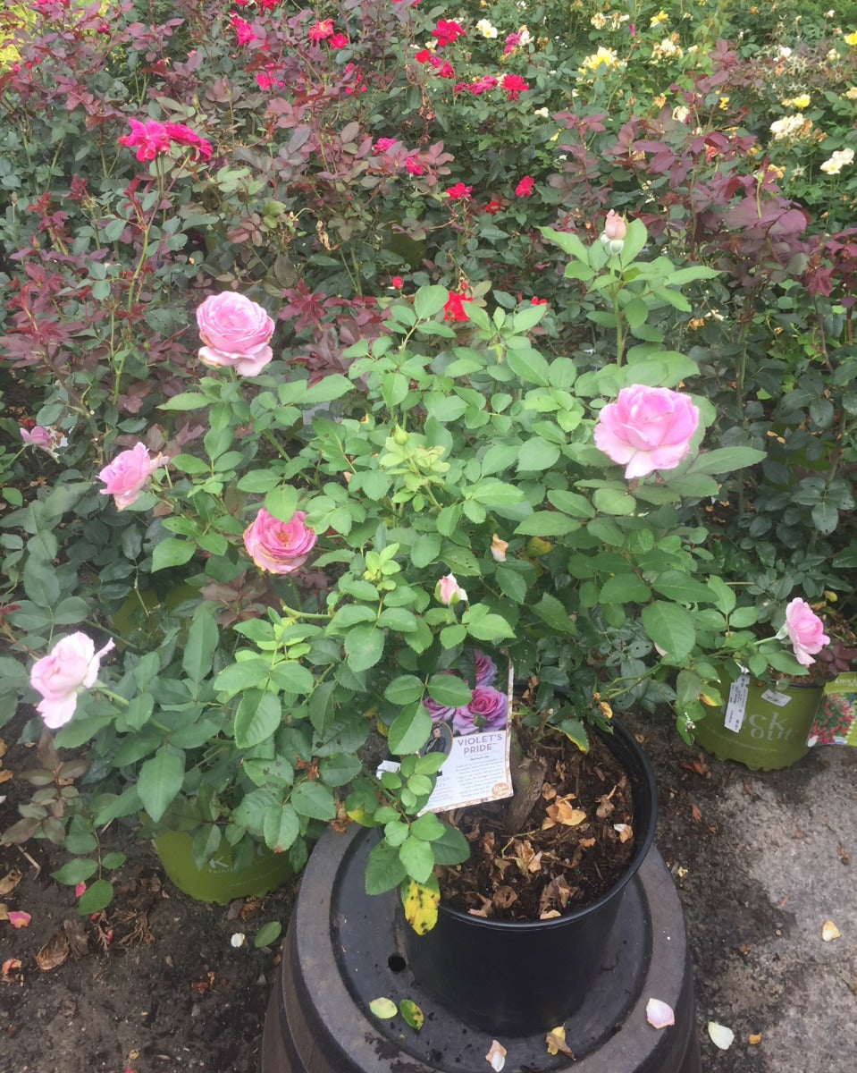 Violets Pride Downtown Abbey Rose