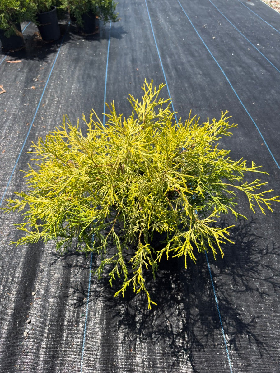 Gold Mop False Cypress