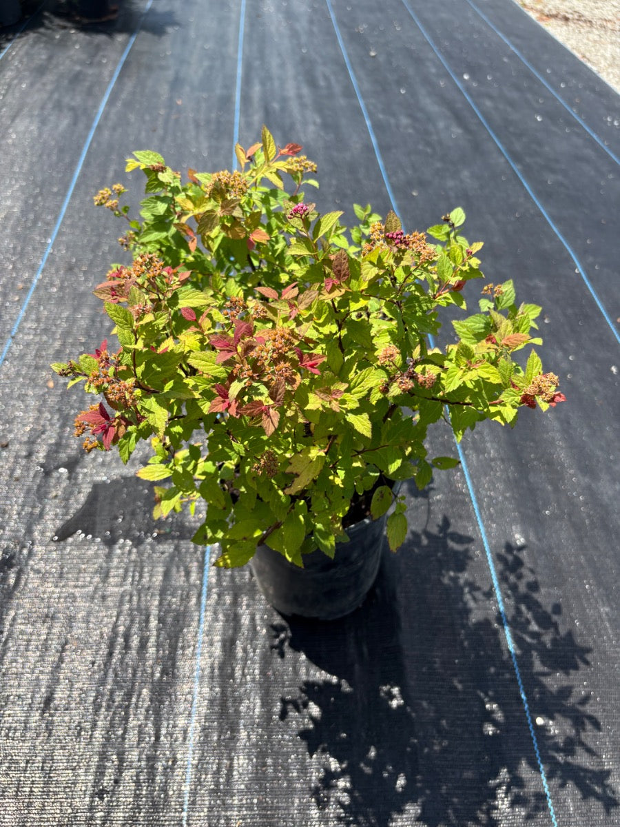 Goldmound Spirea