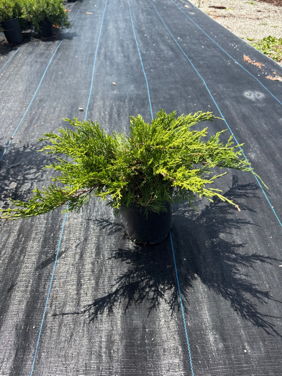 Buffalo juniper