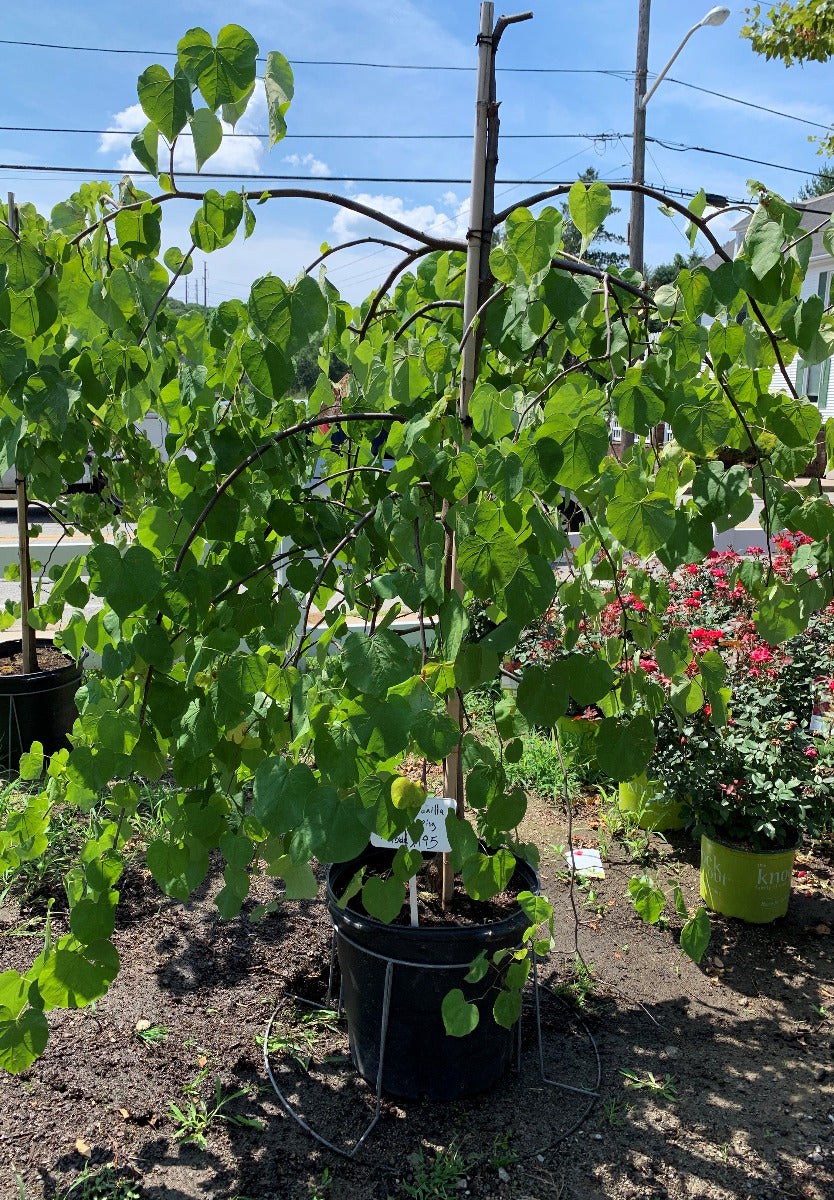 Vanilla Twist Weeping Redbud