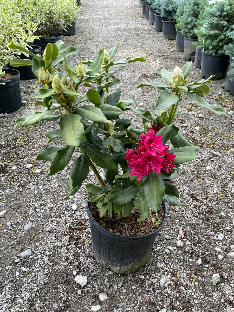 Nova Zembla Rhododendron