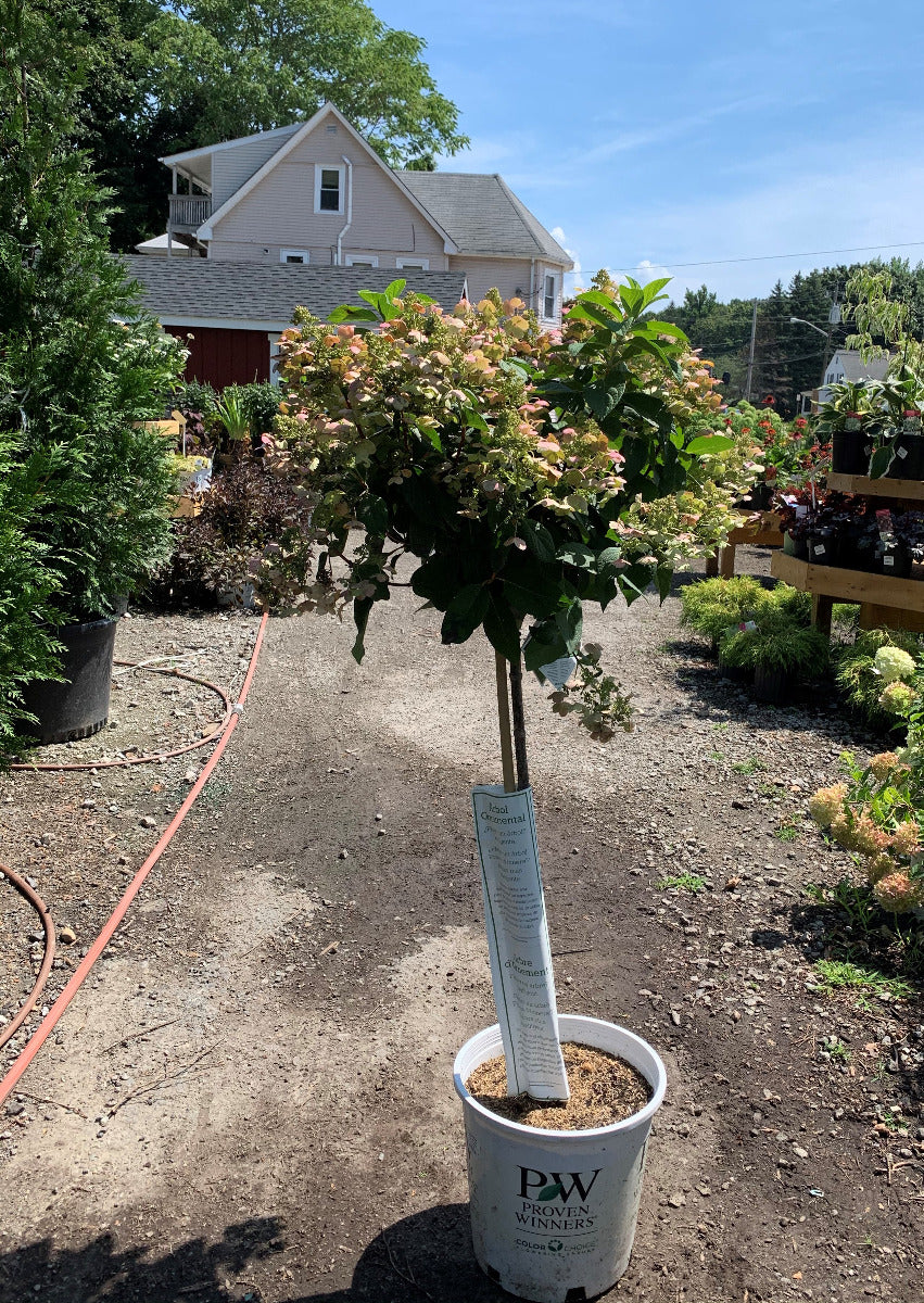 Quickfire Hydrangea Tree