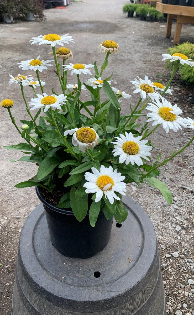 Becky Shasta Daisy