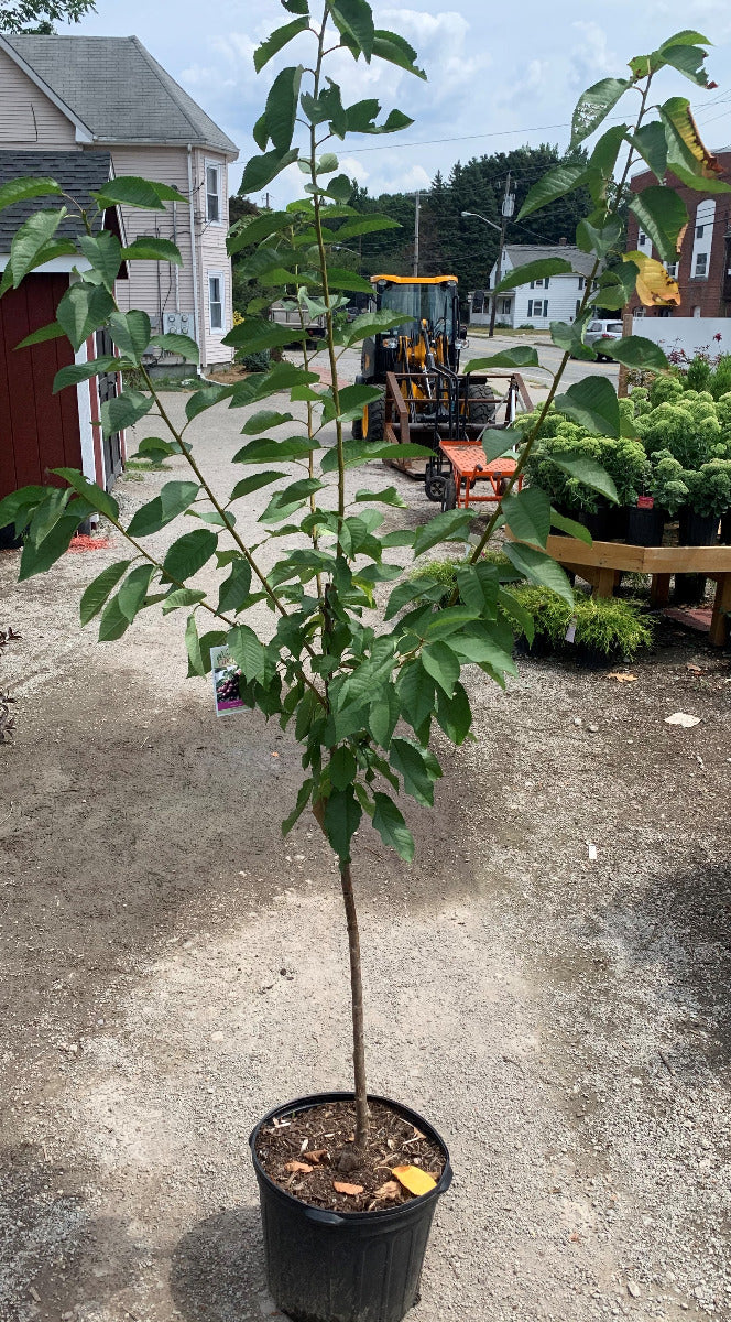 Lapins Dwarf Sweet Cherry