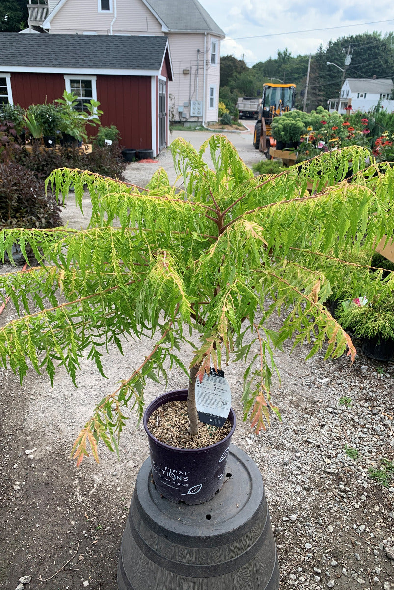 Golden Cutleaf Sumac