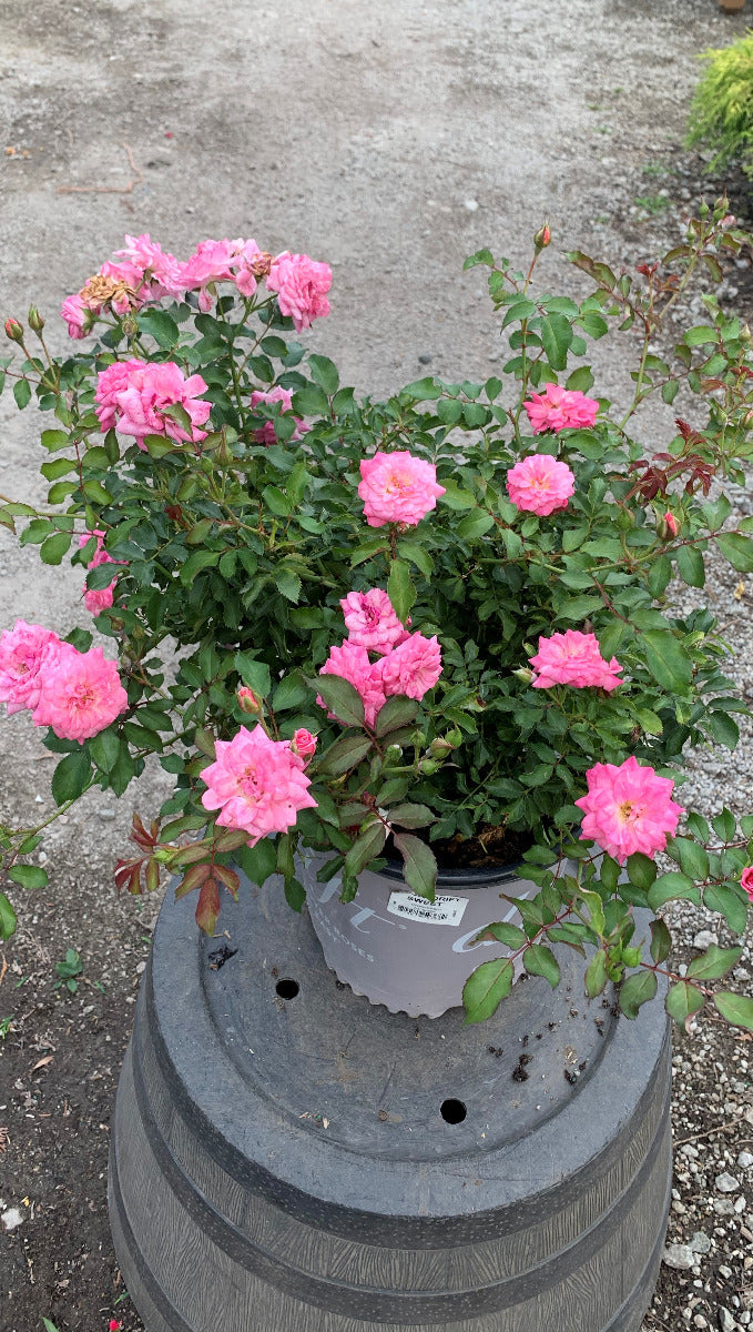 Sweet Drift Rose