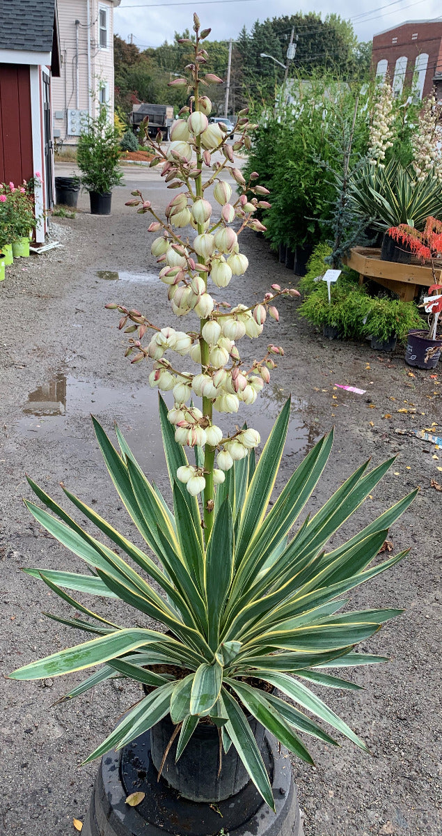 Color Guard Yucca