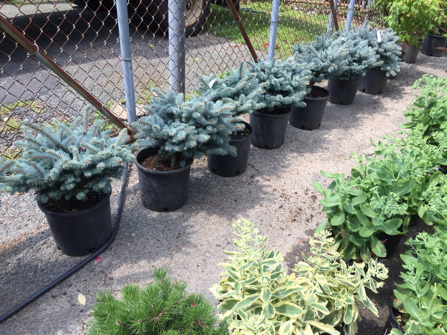 Colorado Blue Spruce Globe