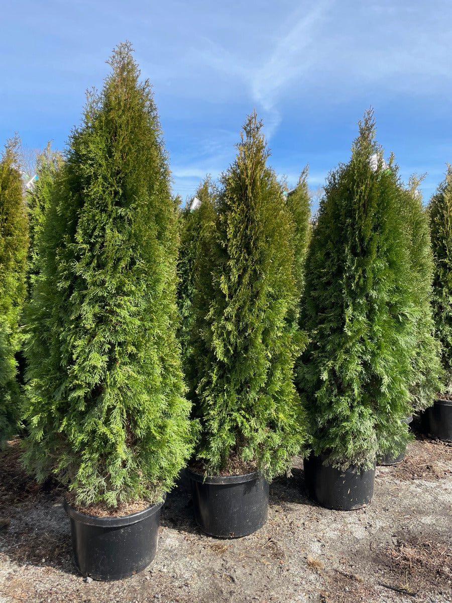 Emerald Green Arborvitae