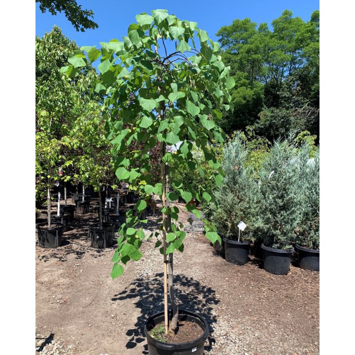 Pink Heartbreaker Redbud