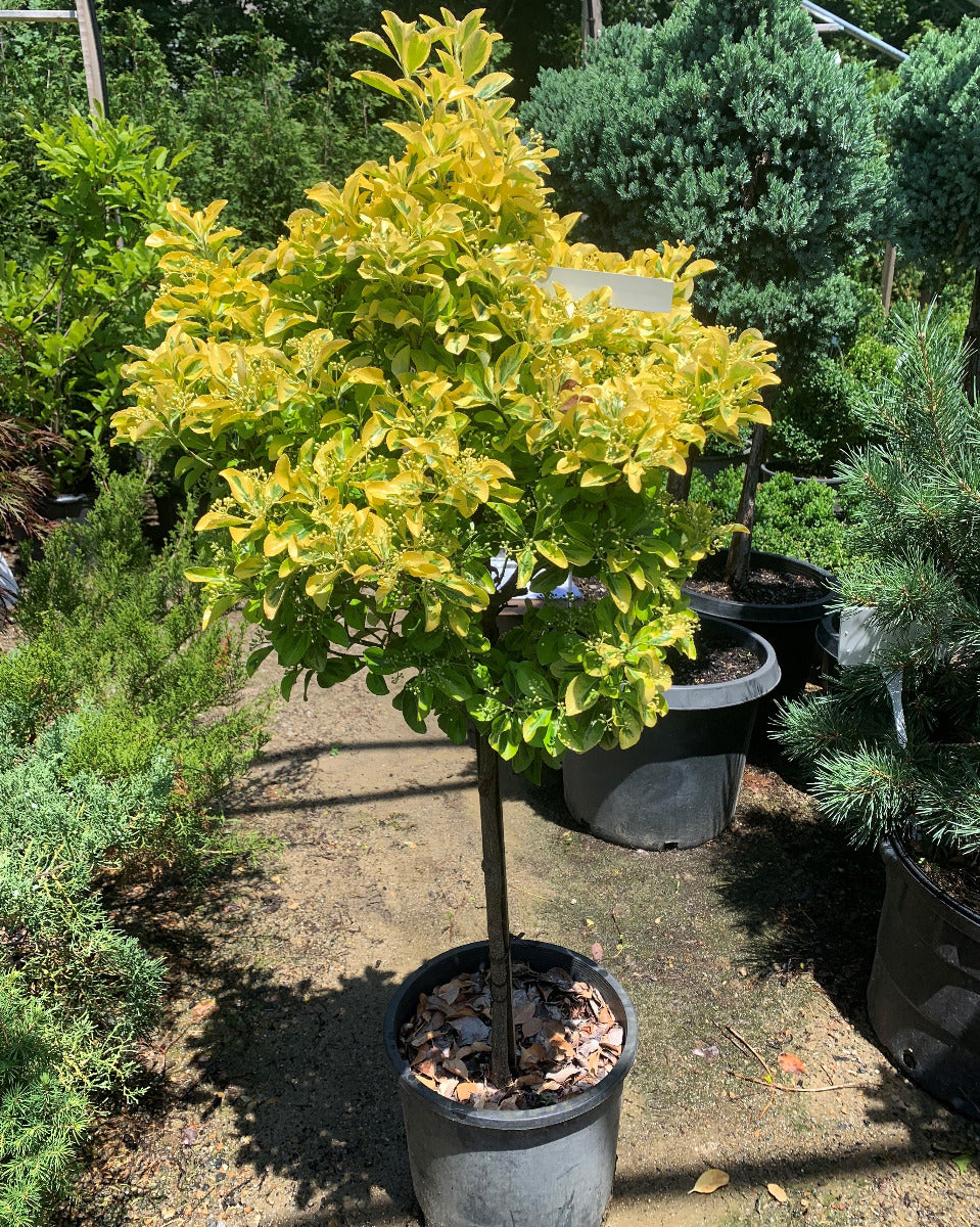 Aureomarginatus Euonymus