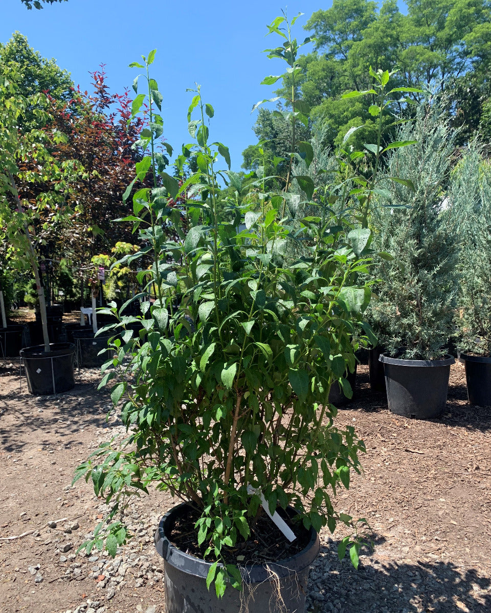 Lynwood Gold Forsythia