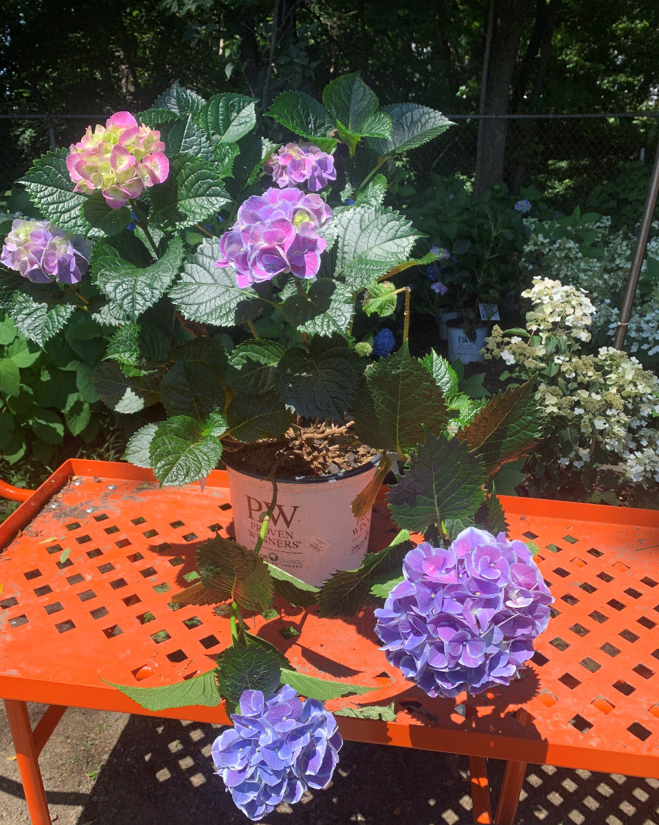 Cityline Mars Hydrangea